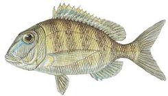 Jolthead Porgy